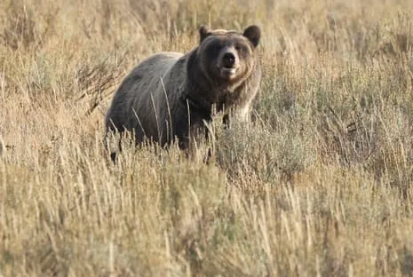 Hiker Assaulted by Grizzly in Wilderness Area Air Lifted to Hospital