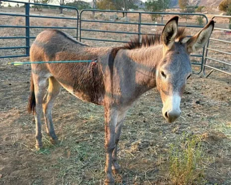 Wild Ass Recovering After Recent Projectile Strike on Free-Roaming Asses in California